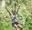 A girl throws her arms in the air as she rides a Go Ape zip wire included with her annual pass