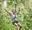 A woman throws her arms in the air and smiles as she rides a Go Ape zip wire in the forest a Go Ape high ropes crossing in the forest.
