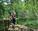 Go Ape high ropes course