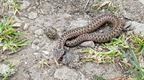 A female adder