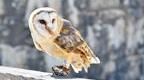 A barn owl in winter perched on a fence