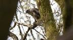 A buzzard perched on a tree branch
