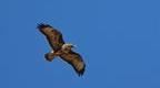 A buzzard in flight