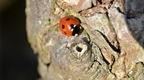 Ladybird on a tree