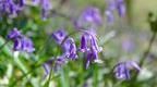 Common Briitsh bluebells in flower