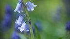 Spanish bluebell in flower