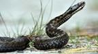 A male adder.