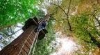 man in forest climbing up Go Ape platform on tree