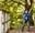 a boy raising his arms in the air to celebrate riding a zip wire on a Go Ape school trip at Salcey Forest near Northampton and Milton Keynes