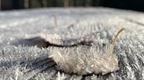 frozen leaf on wooden bench covered in frost
