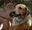 A labrador by a Forest Walkies trail on their family half term day out