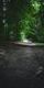 Empty Woodland Trail in Rainy Forest 