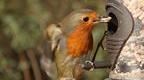 robin eating bird seed