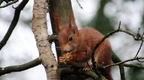 red squirrel in tree